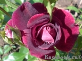Burgundy Ice Burgundy Ice