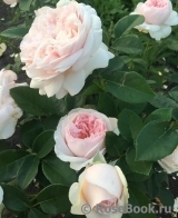 Claire Rose Claire Rose