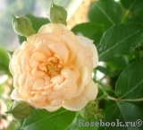 Bordure Nacree Bordure Nacree