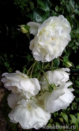 White Meidiland White Meidiland
