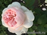 Claire Rose Claire Rose