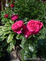 Falstaff® Falstaff®