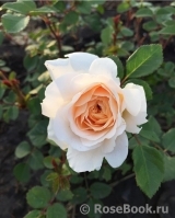 Crocus Rose® Crocus Rose®