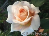 Crocus Rose® Crocus Rose®