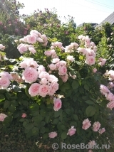 Olivia Rose Austin Olivia Rose Austin