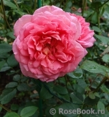 Pink Lady of Shalott Pink Lady of Shalott