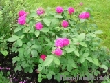 Rose de Rescht Rose de Rescht