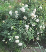 Crocus Rose® Crocus Rose®