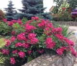 Marjorie Fair ® Marjorie Fair ®