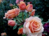 Crown Princess Margareta® Crown Princess Margareta®