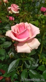 Poesie Poesie