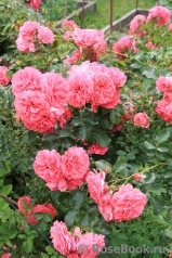 Rosarium Uetersen Rosarium Uetersen