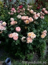 Belle Perle Belle Perle