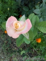 Belle Perle Belle Perle