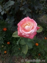 Belle Perle Belle Perle
