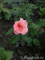 Augusta Luise Augusta Luise