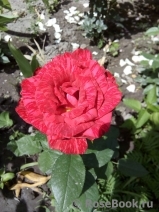 Red Intuition Red Intuition
