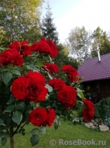 Paprika Paprika