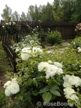 Alabaster Alabaster