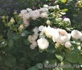Herzogin Christiana ® Herzogin Christiana ®