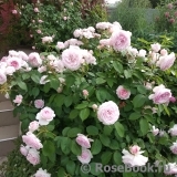 Olivia Rose Austin Olivia Rose Austin