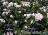 Lions Rose Lions Rose