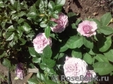 Lavender Ice Lavender Ice