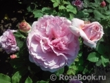 Princess Alexandra of Kent Princess Alexandra of Kent