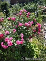 Rosarium Uetersen Rosarium Uetersen