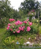 Rosarium Uetersen Rosarium Uetersen