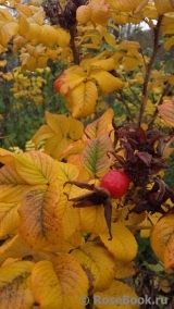 Rosa rugosa rubra Rosa rugosa rubra