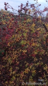 R. palustris nuttalliana R. palustris nuttalliana