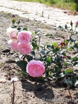 Hans Gonewein Rose Hans Gonewein Rose