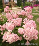 Heavenly Pink Heavenly Pink