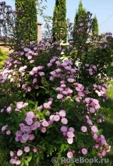 Heavenly Pink Heavenly Pink