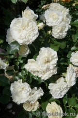 White Meidiland White Meidiland