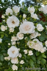 Aspirin Rose Aspirin Rose