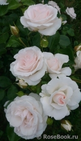 Aspirin Rose Aspirin Rose