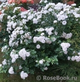 Aspirin Rose Aspirin Rose