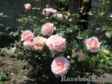 Abraham Darby Abraham Darby