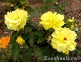 Friesia Friesia