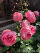 Pomponella Pomponella