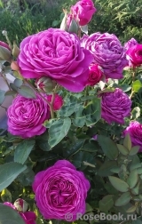 Heidi Klum Rose Heidi Klum Rose