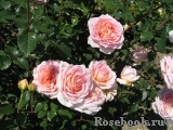 Abraham Darby Abraham Darby