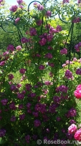 Perennial Blue Perennial Blue