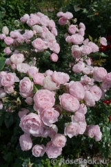 Hans Gonewein Rose Hans Gonewein Rose