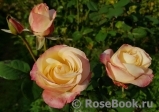 Belle Perle Belle Perle