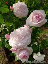 Olivia Rose Austin Olivia Rose Austin