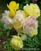 Golden Border Golden Border