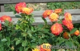 Gartenspass ® Gartenspass ®